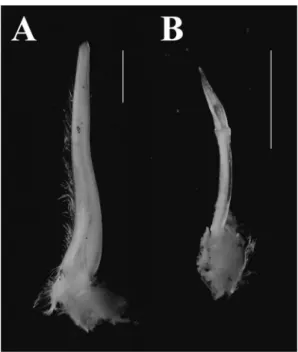 Fig. 2. 　 Male  right  ﬁrst  (A)  and  second  (B)  gonopods  of  Pariphiculus stellatus Ng &amp; Jeng, 2017 (CL25.2 mm × CW29.7 mm), WMNH-INV-2018-101, Scale ＝ 2 mm.