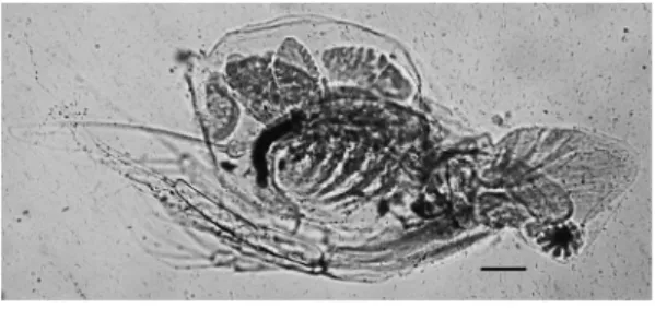 図 1. 　 Diaphanosoma dubium Maunilova, 1964.  単為 生殖雌（ IC-516,  スケールは 100 μm ） ． 注：  IC-516 は 群 馬 県 立 自 然 史 博 物 館 の 標