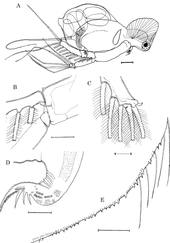 図 2. 　 Diaphanosoma dubium Maunilova, 1964.  単為生殖雌． A ：側面図（ IC-516 ） ． B ：第 2 触角基節（ IC-519 ） ． C ：第 2 触角外肢末節末端（ IC-520 ） ． D ：後腹部（ IC-518 ） ． E ：甲殻後腹部辺縁（ IC-517 ） ． （スケール：
