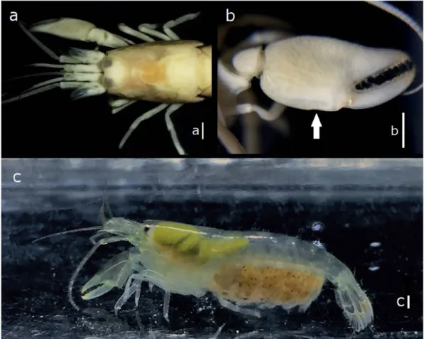Fig. 1  伊勢湾で採集されたエクビボテッポウエビモドキ． a,  頭胸甲上面． b,  右第一胸脚．矢印は掌部下面の