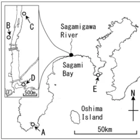 Fig. 1.  Location of sampling sites. A: Ogamogawa  River. B: right bank of Sagamigawa River