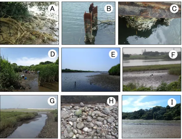 Fig. 2.  Sampling sites. A–C: Ogamogawa River. D–E: right bank of Sagamigawa River. F: left bank of Sagamigawa River