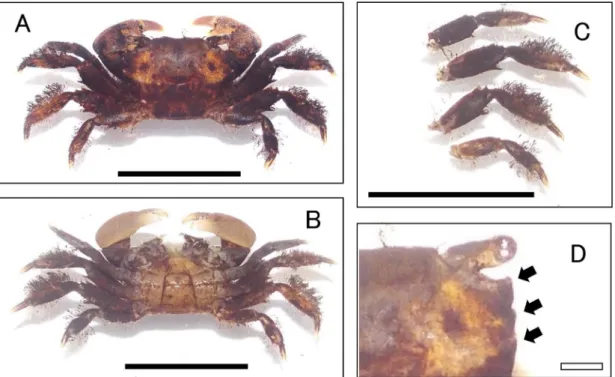 Fig. 4.  Parapyxidognathus deianira (KPM-NHG0003125). A: dorsal view. B: ventral view