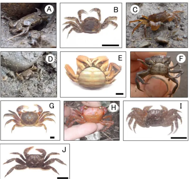 Fig. 9.  Other crabs collected from around Sagami Bay from May 2015 to December 2017. A: Deiratonotus cristatus