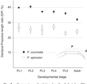 Fig. 4.  Differences  in  the  color  pattern  of  the  ﬁrst  to  ﬁfth  pereopods  between  ﬁrst  postlarvae  of  Pandalopsis spp