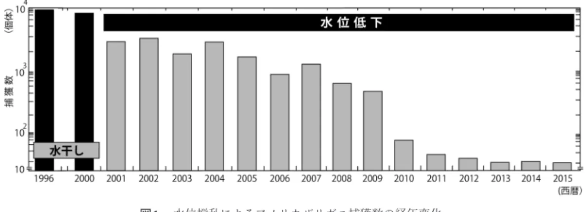 図 1. 　水位撹乱によるアメリカザリガニ捕獲数の経年変化．
