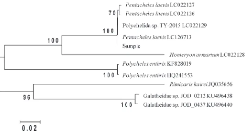 Fig. 2.  Neighbor-joining tree of the sequences of COI region constructed using Kimura two parameter distances  for polychelid species