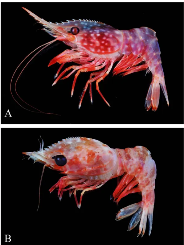 図 2. 　ミカワエビ（ Eugonatonotus chacei Chan and Yu, 1991 ） ． A ：成体， B ：稚エビ． （国立台湾海洋大学 Chan,  T.-Y