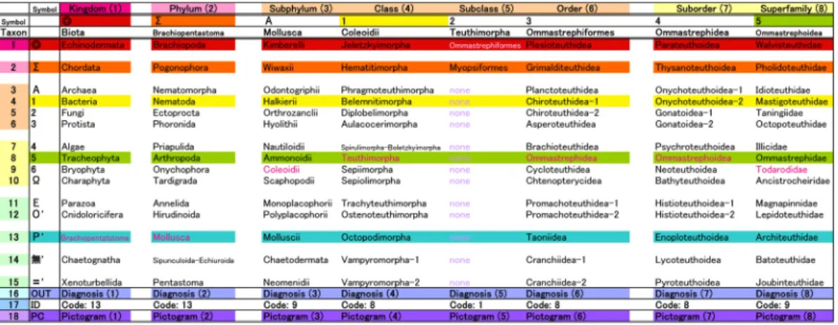 Fig. 10.  Todarodes  paciﬁcus スルメイカ．縦軸は系譜学的観点からの進化傾向を，横軸は分類階層を表す．中華