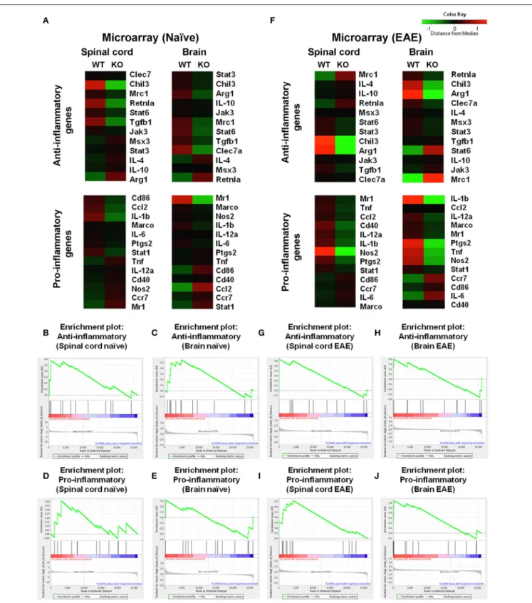 FIGURE 3 | Microarray analysis of microglia isolated from spinal cords and brains of WT (C57BL/6) and Cx30 KO mice