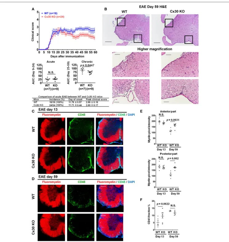 FIGURE 4 | Improvement of clinical severity and demyelination in the chronic but not acute phase of EAE in Cx30 KO mice