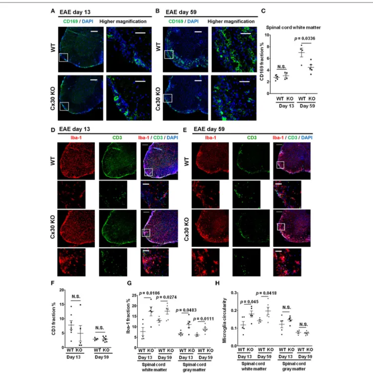 FIGURE 5 | Altered immune cell responses in Cx30 KO mice in the chronic EAE phase compared with WT mice