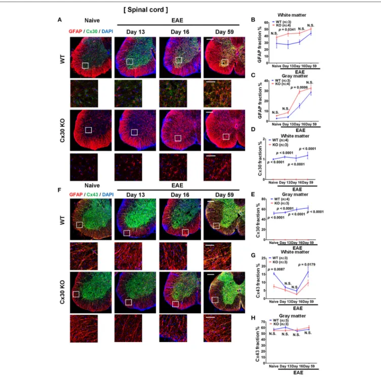 FIGURE 7 | Astrocytic marker expression in spinal cords from WT and Cx30 KO mice during acute and chronic EAE