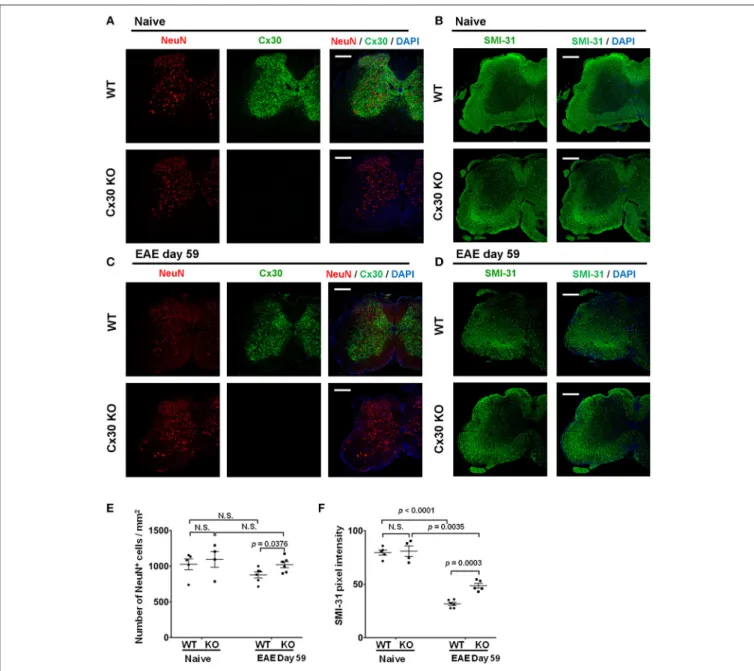 FIGURE 9 | NeuN and SMI-31 immunostaining of spinal cords from WT and Cx30 KO mice with or without EAE