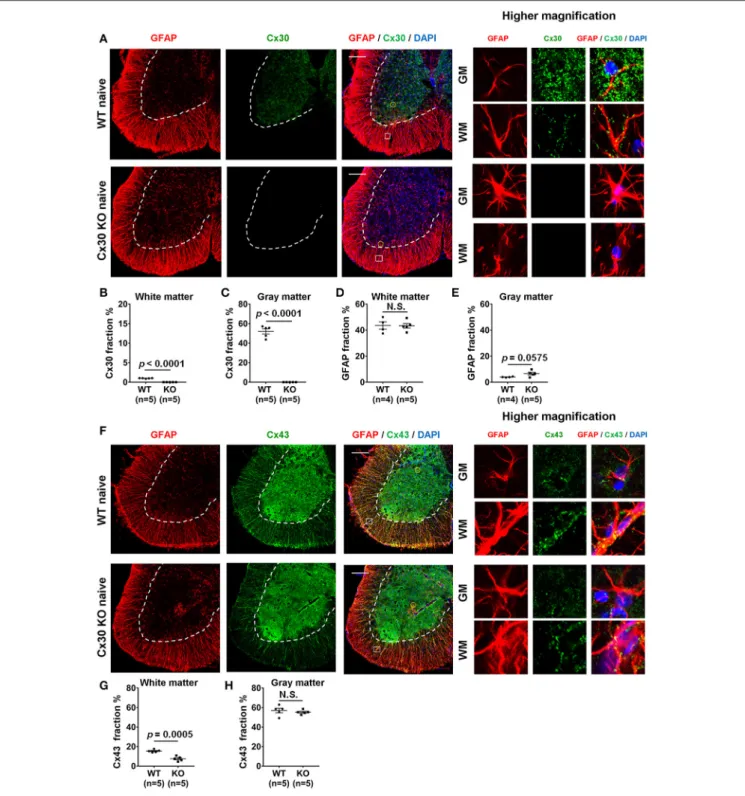 FIGURE 1 | Morphology and number of astrocytes, and expressions of Cx30 and Cx43 in WT and Cx30 KO mice