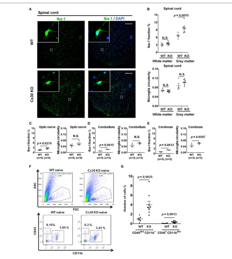 FIGURE 2 | Microglial morphology and numbers in CNS tissues of WT and Cx30 KO mice. (A) Representative images of Iba-1 immunostaining of naïve WT (littermate) and Cx30 KO mouse spinal cord