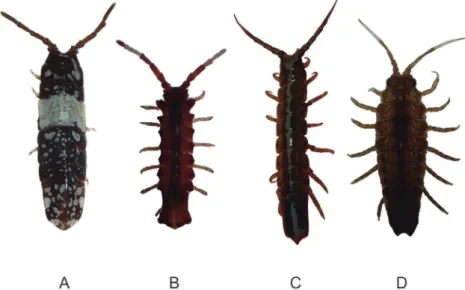 図 1. 　函館湾で見られるヘラムシ科 Idoteidae の 4 種類． A ：イソヘラムシ Cleantiella isopus ， B ：オヒラキヘラム シ C. strasseni ， C ：オホーツクヘラムシ Idotea ochotensis ， D ：ワラジヘラムシ Synidotea laevidorsalis （撮 影：西田大） ．オホーツクヘラムシのみ知床にて採集した個体で，ほかは函館湾採集の個体を撮影した．
