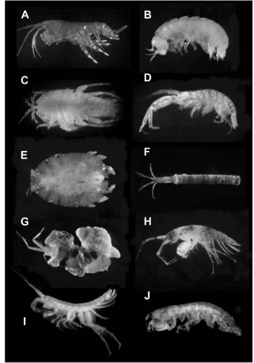 図 2. 　ヨコエビ各種（ 1 ） ． A:  フトメリタヨコエビ Melita rylovae Bulycheva, 1955 ， B:  コンブノネクイムシ Ceinina japonica Stephensen, 1933 ， C:  ヒラタマルソコエビ Urothoe gelasina ambigua Hirayama, 1988 ， D: 