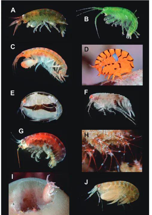 図 3. 　ヨコエビ各種（ 2 ） ． A:  フサゲモクズ Ptilohyale barbicornis (Hiwatari &amp; Kajihara, 1981) ， B:  ニッポンモバ ヨコエビ Ampithoe lacertosa Bate, 1858 ， C:  スンナリヨコエビ類の 1 種 Maeropsis sp