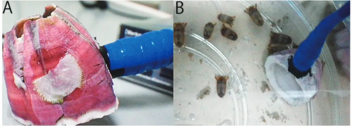 図 1. 　 A.  アカフジツボ Megabaranus rosa (Pilsbry, 1916) の死殻にマイクを接着した「フジツボマイク」 ．青い テープで巻かれているのがマイク．これを用いて録音を行った．  B