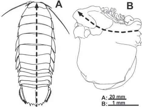 図 2. 　自由性等脚類（ A,  オオグソクムシ Bathynomus doederleini Ortmann, 1895 ）とエビヤドリムシ類（ B,  アカ ホシカクレノコシヤドリ Izuohshimaphryxus hoshinoi Saito, 2015 ）の体制の違い．破線矢印は体正中線（体 軸）を示す．自由性種は体型が左右相称で，流線型の美しいフォルムであるのに対し，エビヤドリムシ 類では体軸がゆがみ，育房が側方に大きく膨瘤し，左右不相称のユニークな形態である（ A,  原図； B, 