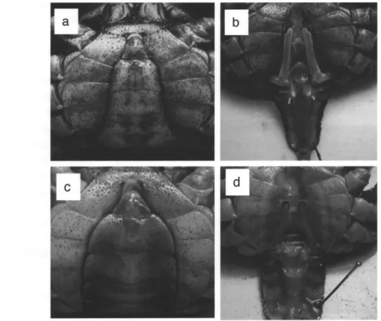 図 2 . モクズガニ雄の腹部の形態変異. a  &amp;  b : 正常な成体. c  &amp;  d モクズガニヤドリムシの寄生により去勢さ れた釣り鐘型の腹部を持つ異常な未成体.