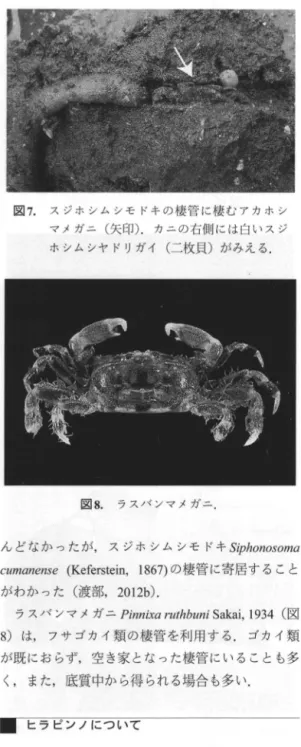 図 7. スジホシムシモドキの棲管に棲むアカホシ マメガニ( 矢印) . カニの右側には白いスジ ホシムシヤドリガイ(二枚貝) がみえる. 主ご二心 l ;:V4  冒し?明 図 8