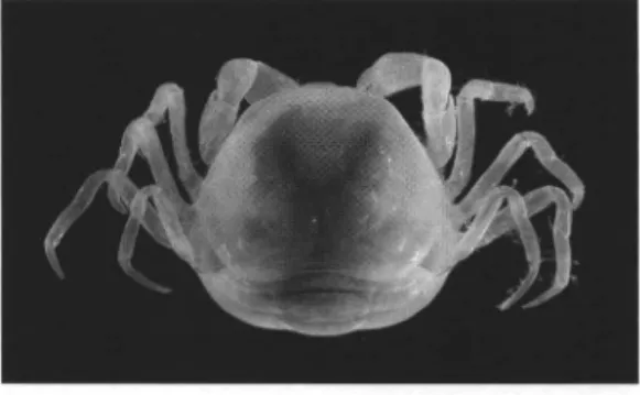図 9. ヒラピンノの第一稚ガニ期である. invasive  stage. 洋梨型の甲に大きな眼，競泳毛を具 えた歩脚が特徴. 図 10. ヒラピン/ の pre hard stage