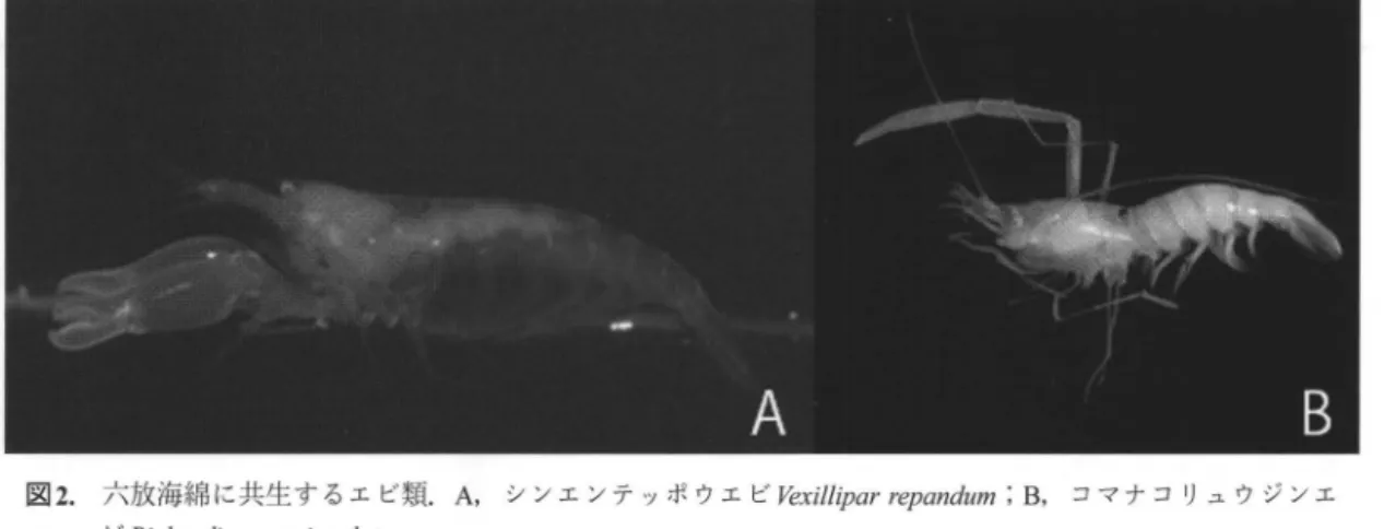図 2. 六放海綿に共生するエビ類. A ， シンエンテァポウエビ Vexi /l ipar repandum ;   B ， コマナコリュウジンエ ビ Richardina parviocu/a/a