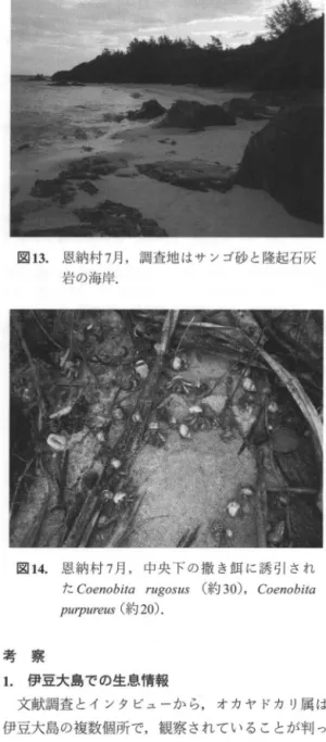 図 13. 恩納村 7月，調査地はサンゴ砂と隆起石灰 岩の海岸.
