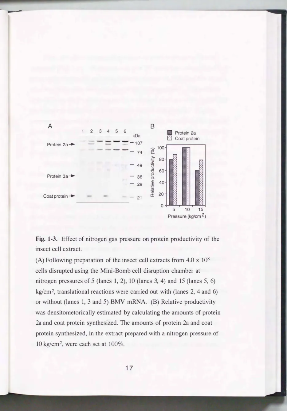 Fig.  1-3.  Effect of nitrogen gas  pressure  on protein productivity of  the  insect cell extract
