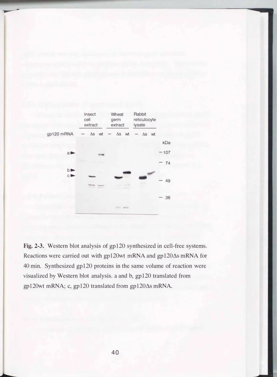 Fig.  2-3.  Western  blot  analysis  of  gp120  synthesized in  cell-free  systems. 