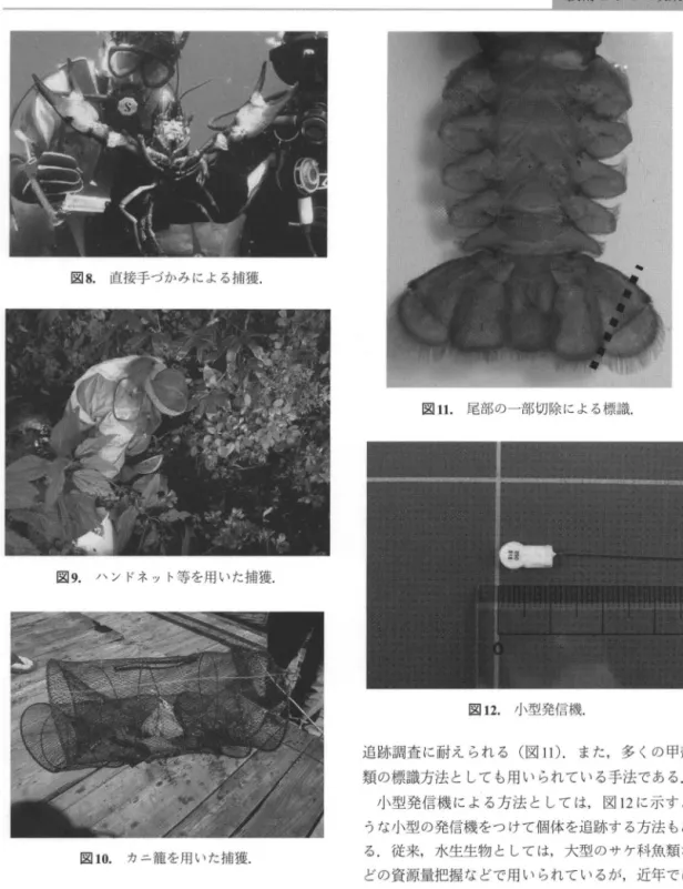 図 8. 直接手づかみによる捕獲. 図 9. ハンドネット等を用いた捕獲. 図10. カニ箆を用いた捕獲. ある. 標識法としては，油性インクで‑ 個体に色をつける 方法や，尾部の一部を切除する方法などがある 