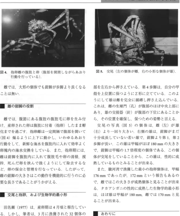図 4. 抱卵雌の腹肢と卵( 腹部を開閉しながらあおり 行動を行っている) •  雌では，大形の個体でも鉛脚が歩脚より長くなる ことは無い. 圃 雌の鉛脚の役割 雌では，腹節にある腹肢の腹肢毛に卵を生み付 け，産卵された卵は腹肢に付着( 抱卵) したまま解 化までを過ごす