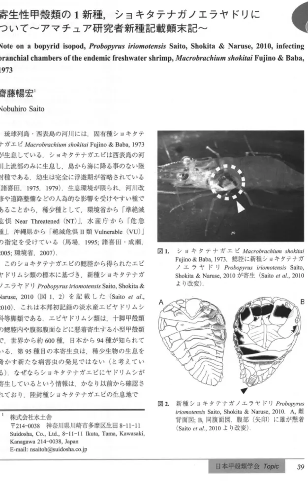 図 2. 新種ショキタテナガノエラヤドリ Probopyrus iriomotensis   Saito，  Shokita  &amp;   20 10.  A ， 雌 背面図; B ，同腹面図腹部 (矢印) に雄が懸着 (Sa 印 eta   ，.l 2010 より改変)