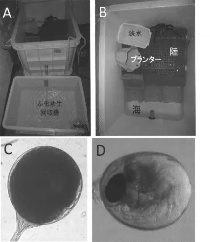 図 1. ヤシガニ抱卵雌の飼育容器 (A ， S ) ，脹体形成卵 (C ，長径 0.75 m m) およびふ化直前卵 (0 ，長径 0.95 m m).  いる. ヤシガニが逃亡しないように飼育容器には厳 重に蓋をしているが，それでもちょっとした隙間が あれば，歩脚をその隙聞にかけて，蓋をこじ開けて 逃亡することもあか朝飼育室に入ると，壁に張り 付いているヤシガニを発見することもある 