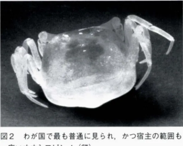 図 2 わが国で最も普通に見られ，かつ宿主の範囲も 広いオオシロビンノ (雌)