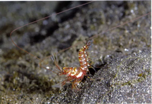 図 1 クシノハクダヒゲエビ Solenocera ρ ectinulata Kubo.  1 9 4 9. 静岡県沼津市大瀬崎地先における 生態写真 (撮影 . 中野誠志) ー