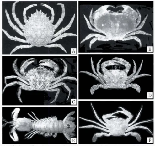 図 3 カニ類とシ ャコ類. A ，  Maja squinado;   B ，  Cancer   pagurus;   C ，  Carcinus   aestuarii;   D ，  Necora pube   ， r E ，  Squilla mantis;   F，  Liocarcinus   de 戸 urator.