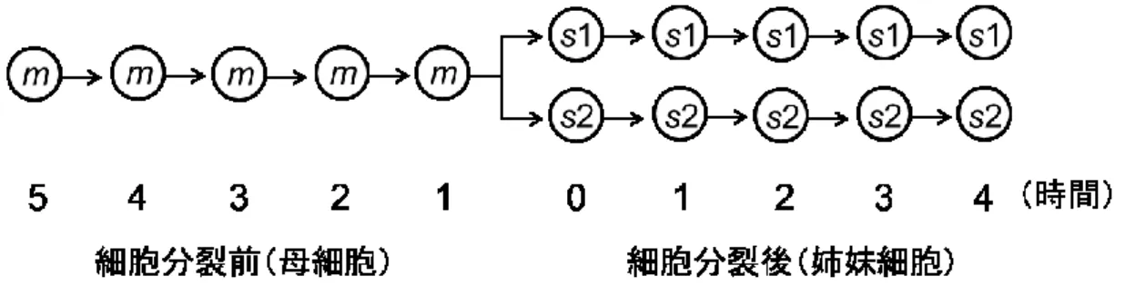 図 2  細胞分裂前後の母細胞と娘細胞の概略図。母細胞を m と呼び、2 つの姉妹細胞をそれぞ れ s 1 、 s 2 と呼ぶ。分裂前後の時間経過を各細胞の下に示した。 