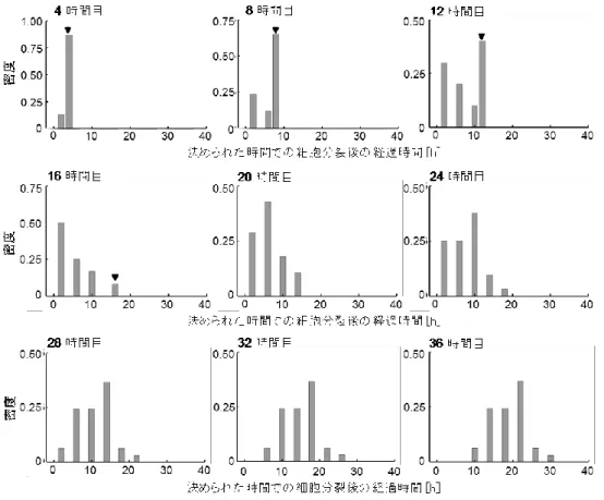 図 19  Toyoshima  et al ., 2009 の細胞系譜（Figure 1a）を用いて解析した「直前の細胞分裂 からの経過時間」の密度分布。窒素源飢餓条件下で培養してから 4、8、12、16、20、24、28、 32、36 時間目に計測した密度分布。窒素源飢餓後 4 時間目に 15 細胞、8 時間目に 17 細胞、12 時間目に 20 細胞、16 時間目に 24 細胞、20 時間目に 28 細胞、24 時間目に 32 細胞、28、32、 36 時間目に 33 細胞を計測対象とした。計測した時