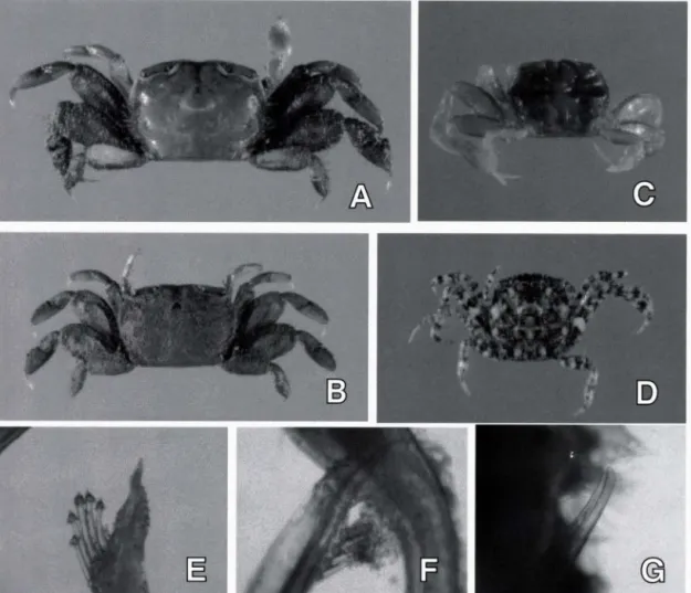 図 2 アリアケガニおよび近縁種の比較 A : 寄藻川産のアリアケガニの雄 (甲面から短毛を除去，左鉛脚は脱落) ;   B : 寄藻川￨ 産のアリアケガニ Deiratonotus cristatum  (de  M a n，  1   895)の雌 ; C 番匠川水系アリアケモドキの雄 ; D : 熊野江川河口の Deiratonotus 属不明種