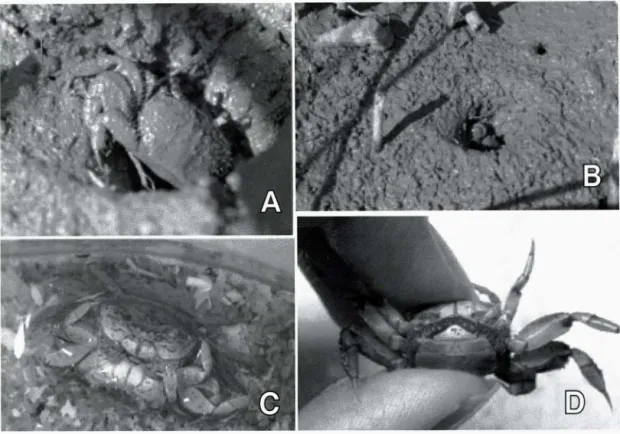 図 3 アリアケガニ Cleistostoma dilatatum  (de Haan ，  1833).   A   寄藻大橋下流右岸のヨ シ原での生息状況 :8 同じ場所でシマへナタリなどが観察できる : C :  9 月に採集した個体を飼育したところ ，水槽内 で交尾を行 っ た :0 : 9 月に浮殿小橋付近で採集された抱卵雌