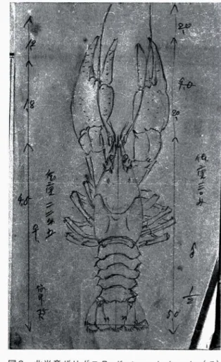 図 3 北 米 産 ザ リ ガ ニ Paci 俗 stacus leniusculus (♂)   の写生図