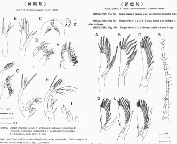 図 1 幼生記載論文の図版における図要素のレイアウト例目左 は齢期別で. ここでは第 1 ゾエアの附属肢を一つに まとめている . 右は部位別で，第 2 触角について第 1 ソエア デカポデ ィッ ドまで 7 期分を発生順に並べて いる (Konishi &amp;   Kim (2 0 0 0) および Konishi et   al   (1 9 9 0)