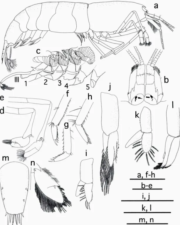 図 2 鳩間島産チカヌマエビ Halocaridinides trigonophthalma  (Fujino &amp;  Shokita，  1975).   a ， 側面図 ;b ，頭胸甲前部 及び第 1 ・ 2 触角の背面図; c，頭胸部の附属肢と側鰻 (111 ，第 3 顎脚 ; 1‑5 ，第 1‑5 胸脚 ); d ，第 1 胸脚 (右 ); e ，  第 2 胸脚 (右 ); f ，第 3 胸脚指節 (♂，左); g ，第 3 胸脚指節 (♀，右); h，第 5 胸脚指節 (右 ); i，第 