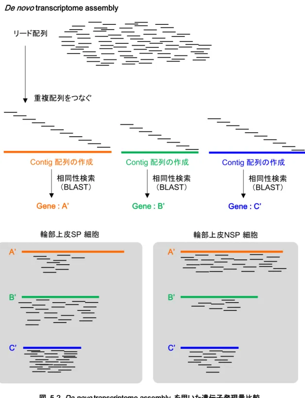 図   5-2.  De novo  transcriptome assembly  を用いた遺伝子発現量比較 De novo  transcriptome assembly  を用いた遺伝子発現量比較の模式図を示してい る。本実験で得られたリード配列の重複配列をつなぎ合わせ、鎖長の長いコンティグ