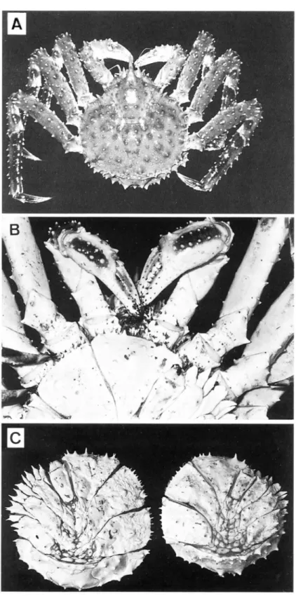 図 2 左右逆転の雌タラバガニ. A :  背面， s: 腹面の拡大， c: 正常雌 （ 左） と逆転雌 （ 右）の腹部