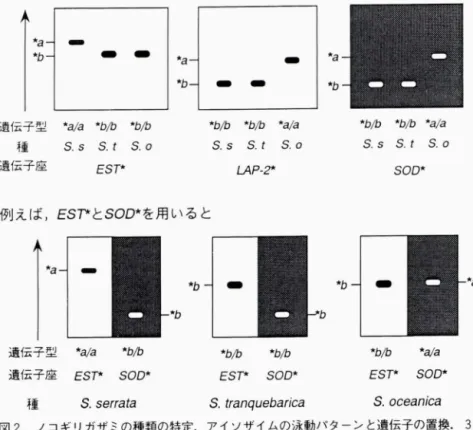 図 2. ノコギリガザミの種類の特定. アイソザイムの泳動パターンと遺伝子の置換. 3   種の判別は図の下段のように 2 つの酵素を用いて対立遺伝子を比較することで可 能となる.