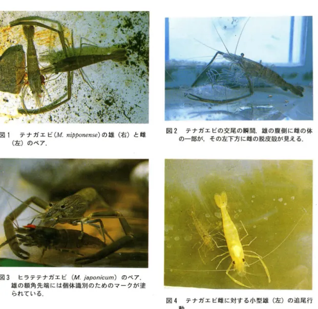 図 1 テナガエ ビ ( M . nipponense) の雄 (右) と雌 (左) のペア. 図 3 ヒラテテナガエビ ( M .japonicum ) のぺ7 . 雄の額角先端には個体識別のためのマークが塗 られている